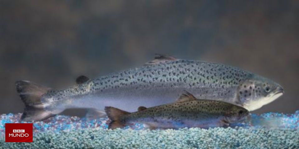 El salmón genéticamente modificado que podría acabar en su plato