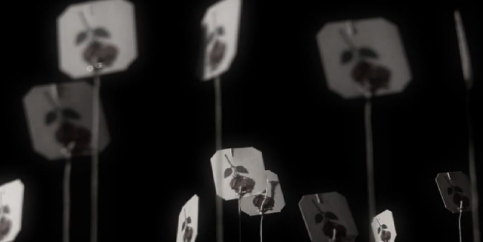 ¿A dónde van las bolsas de té cuando mueren?