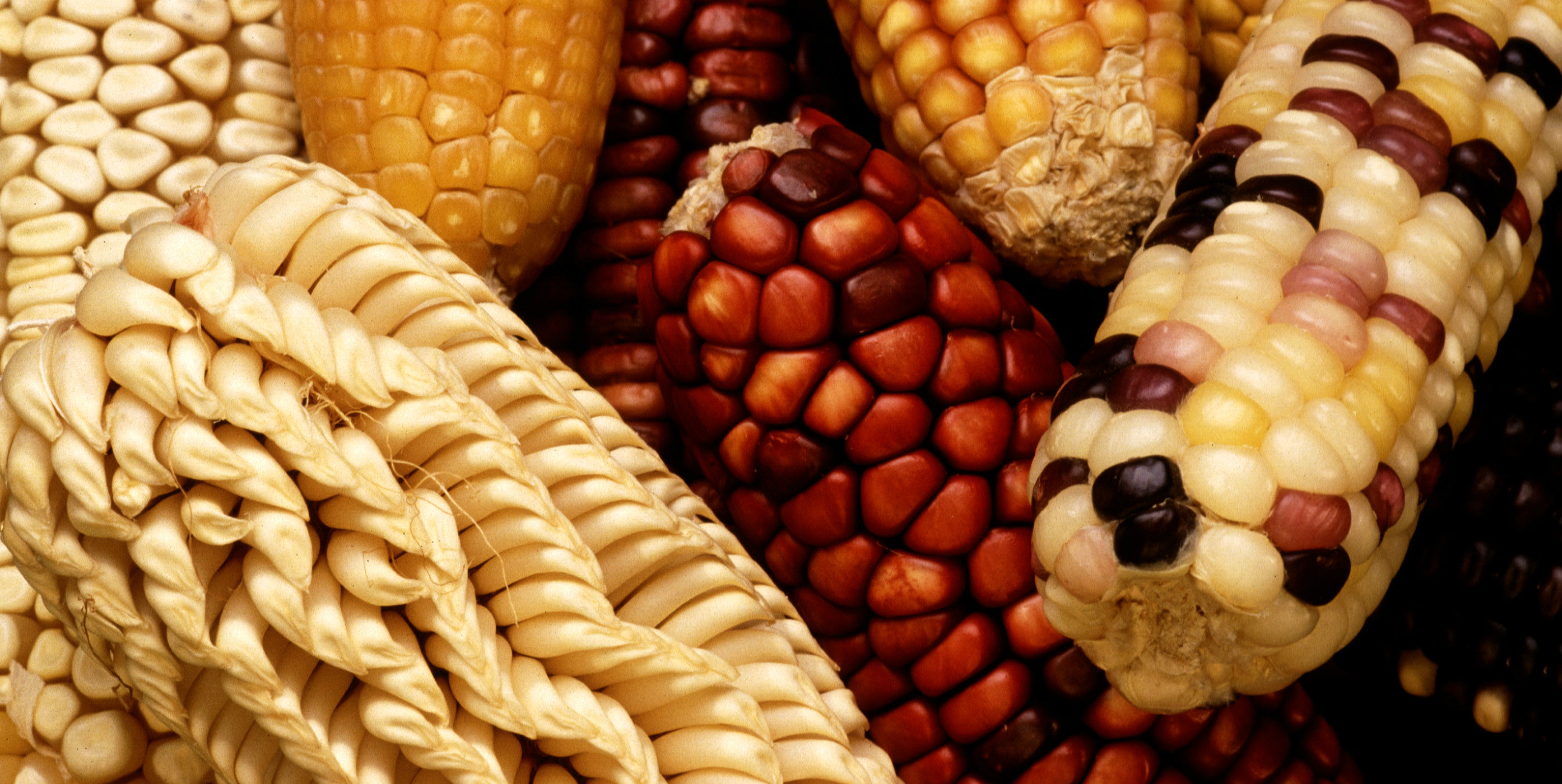 Contra la "pornografía gastronómica"