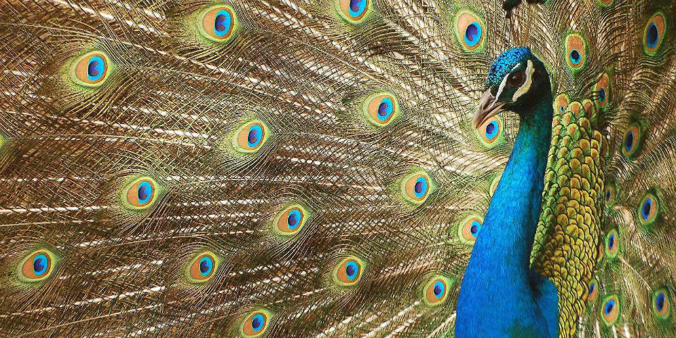 Pavorreales y cisnes, del jardín a la carta