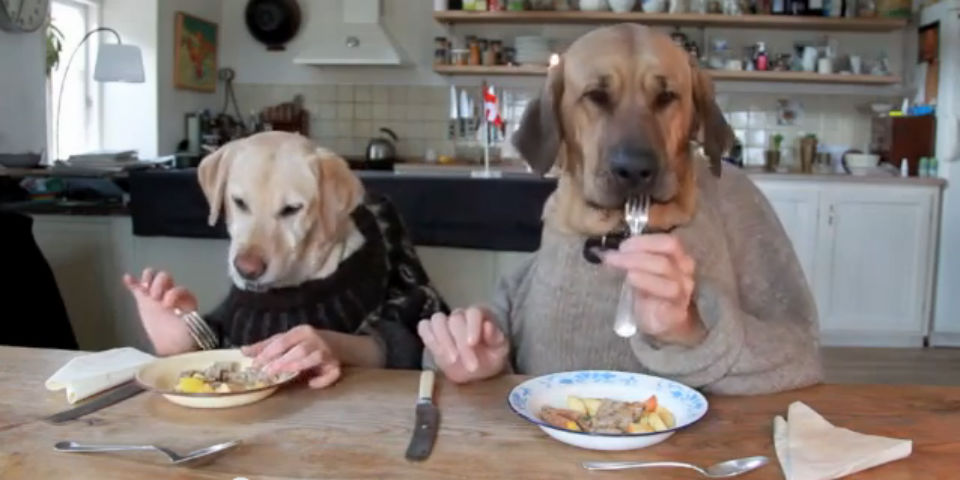 ¿Cómo se comportan los perros en la mesa durante la cena?