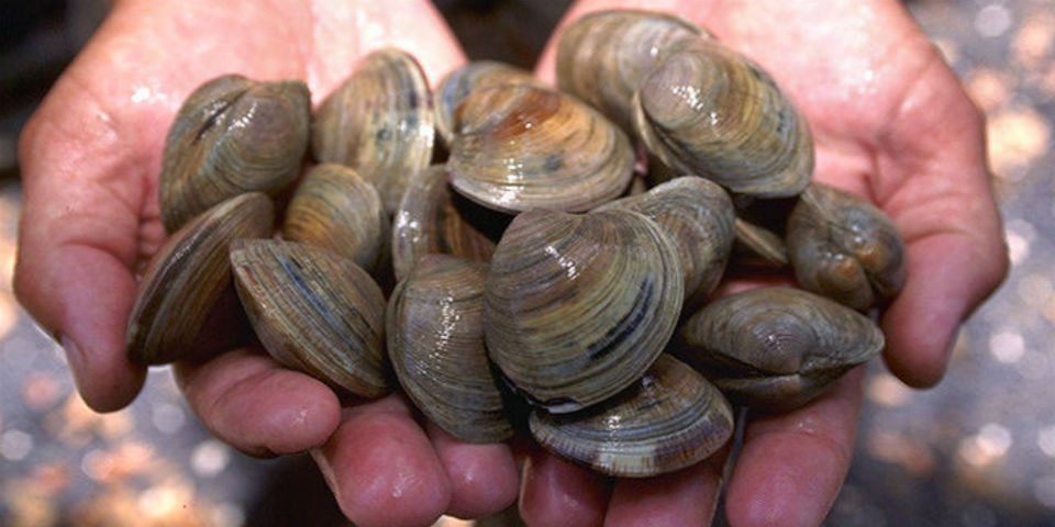 Entre acamayas y tiburones, un paseo por La Nueva Viga