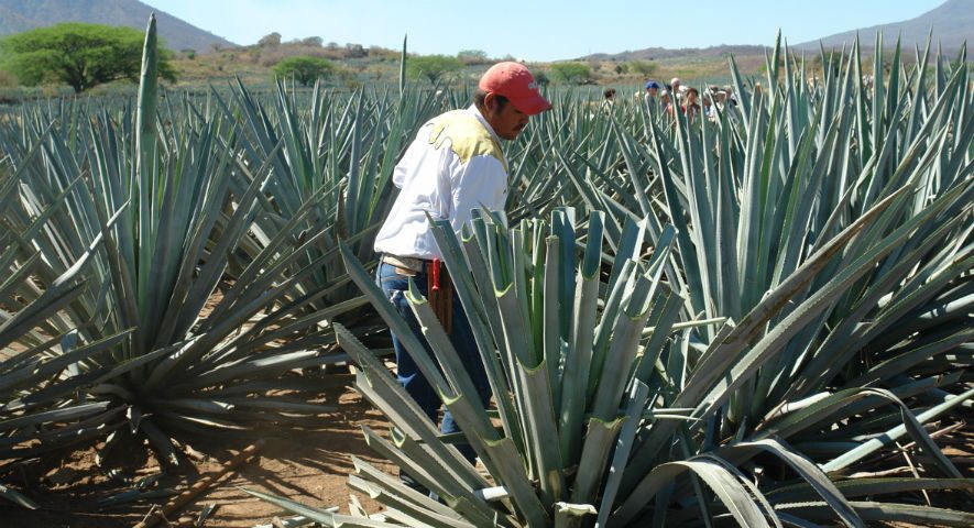 De agave a mezcal, las herramientas básicas y su proceso de elaboración