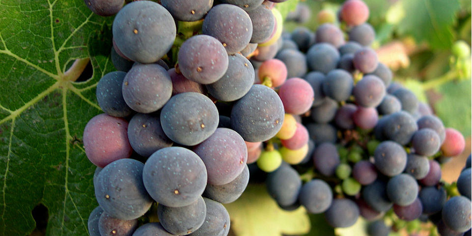 El Valle de Guadalupe, bajo un mismo grito: ¡Sí al vino mexicano!