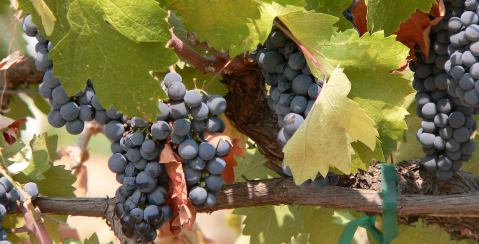 Monte Xanic, vinos mexicanos de calidad internacional