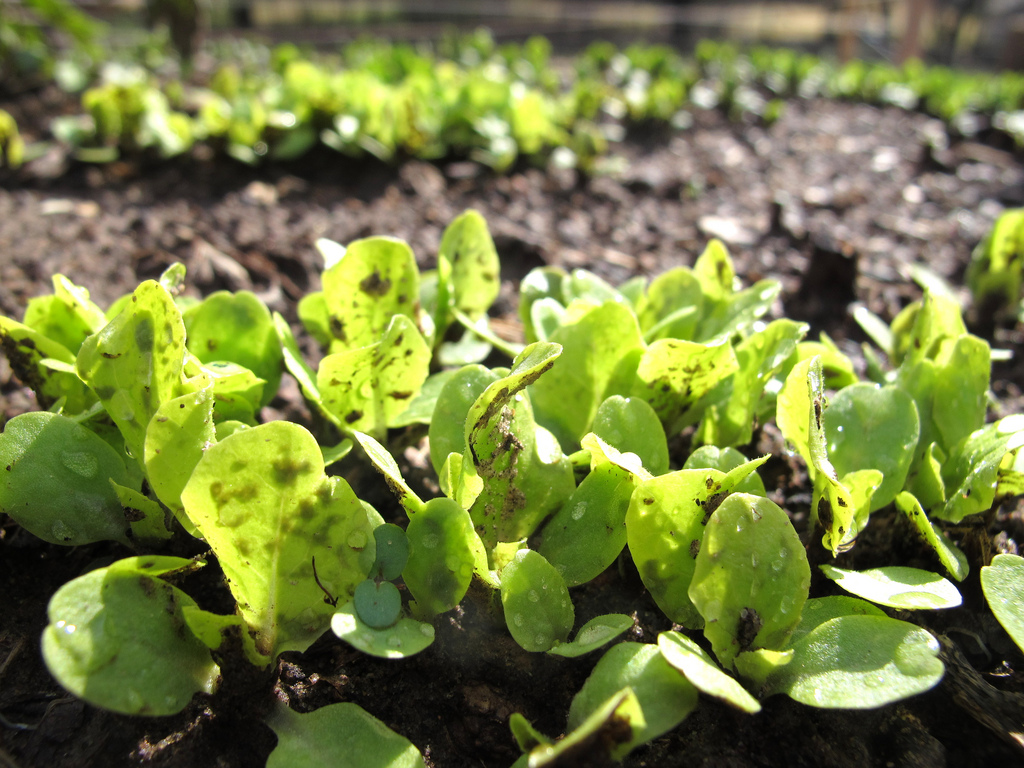 Gastronautas, en la defensa de la comida sana y sustentable