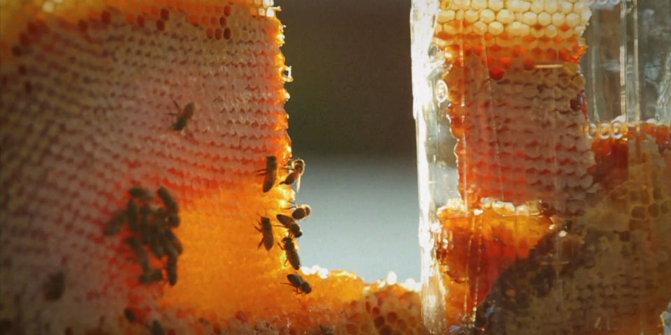 Miel casera en los techos de NY