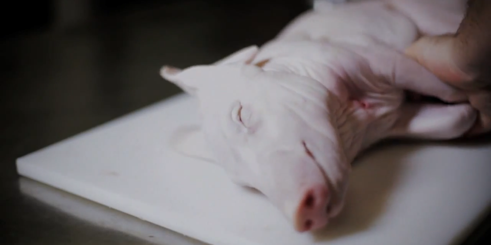 Cocinar, el nuevo arte visual