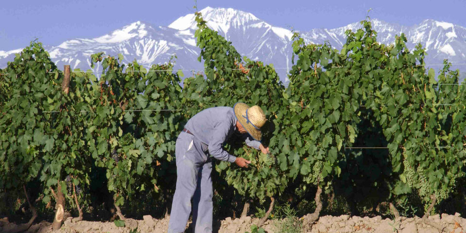 Argentina, el gigante del vino (Parte 1)