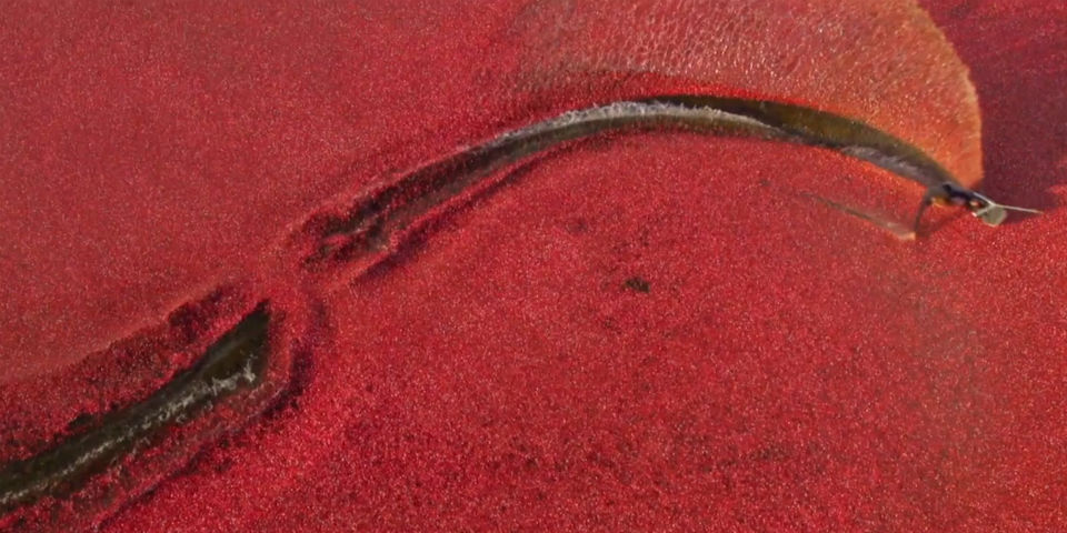 Esquí acuático en los campos de arándanos