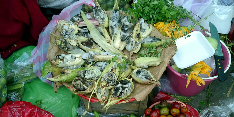 Huitlacoche, el dios negro de la cocina mexicana