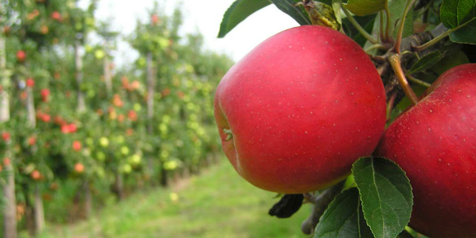 ¿Qué tanto sabes de las manzanas?