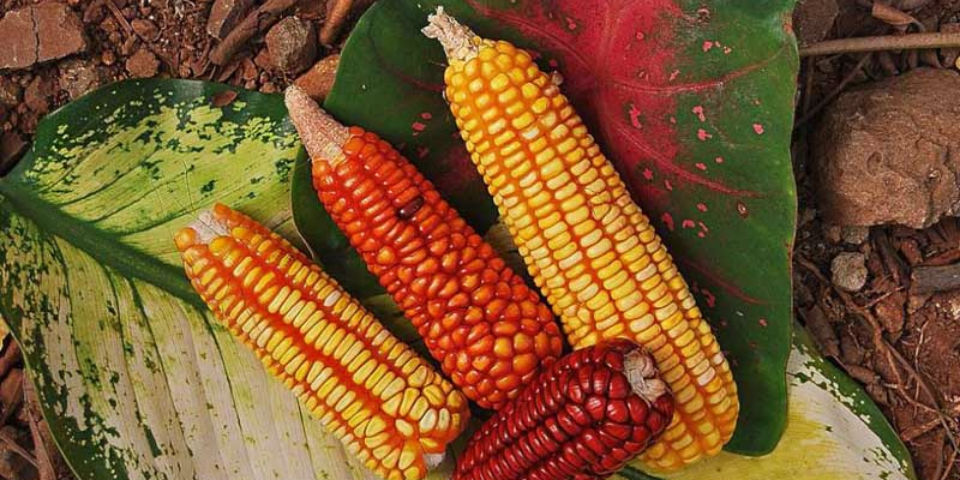 Historia culinaria de España: Un nuevo mundo de sabores