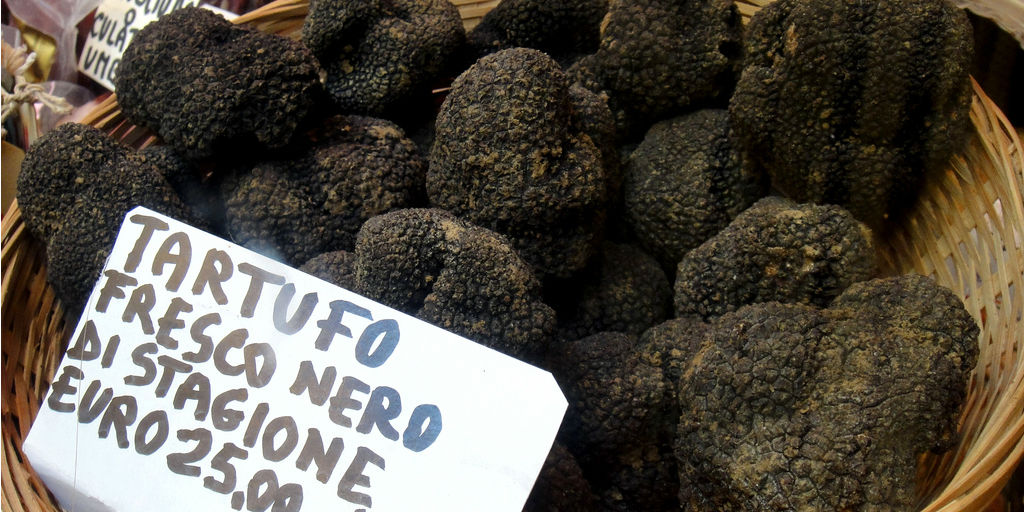 Convierte a tu perro en un cazador de trufas