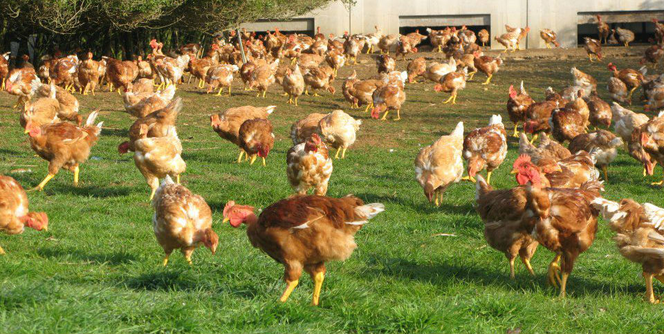 ¿Qué es el pollo de campiña?