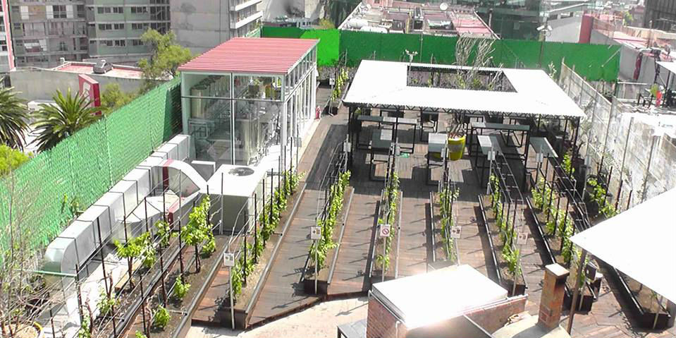 Vinícola urbana pone la vid en alto (literalmente)