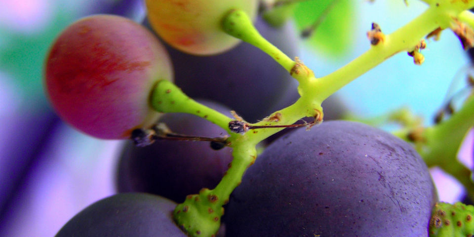 Las varietales en el mundo (Parte I)