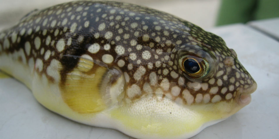 <i>Fugu</i>, un platillo para morirte