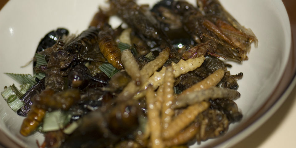 Para combatir el hambre y la desnutrición&#8230; ¡insectos!