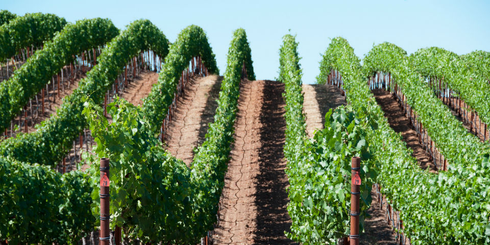 Las varietales en el mundo (Parte II)