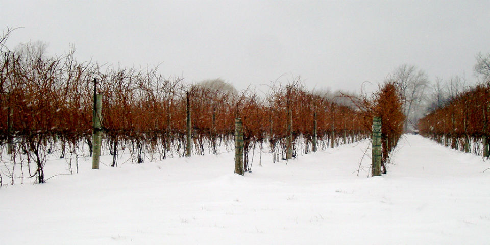 <i>Icewine</i>, el vino de las heladas invernales