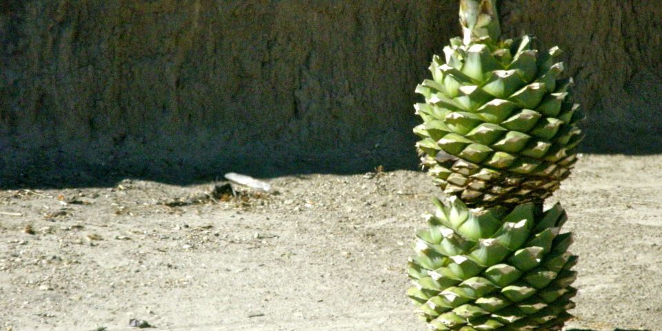La leyenda del mezcal, sus variedades y por qué pa´todo mal&#8230;