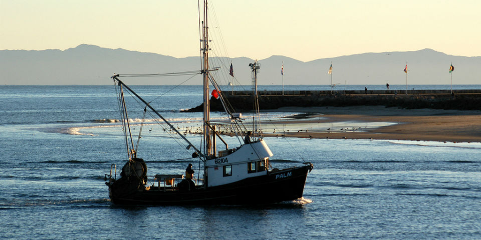¿Sabes de dónde viene tu pescado?