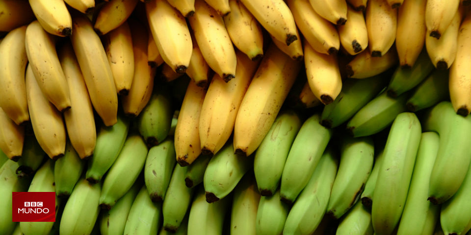 El mal que está haciendo peligrar las bananas