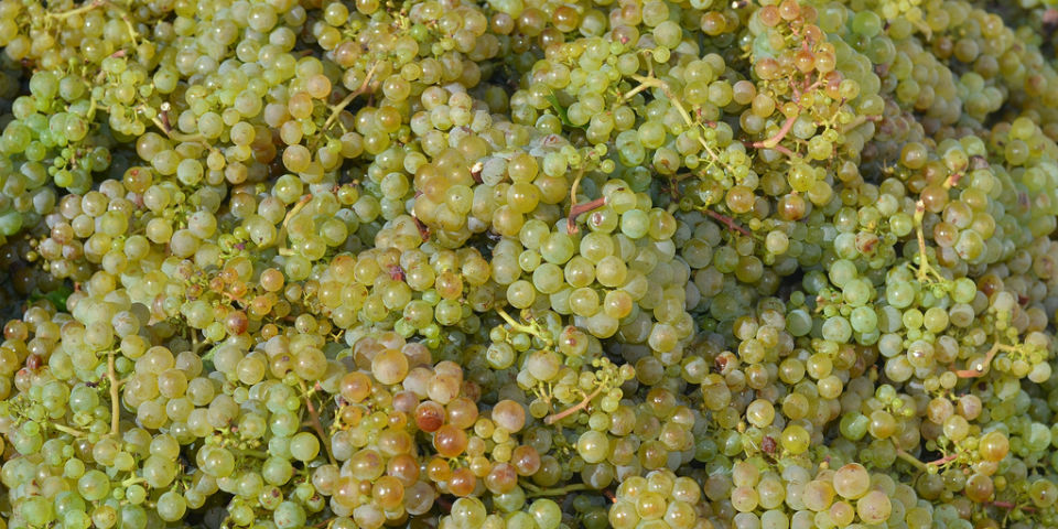 Las varietales del mundo (Parte IV)