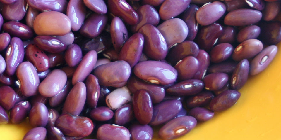 Hasta la próxima, queridos ayocotes navideños