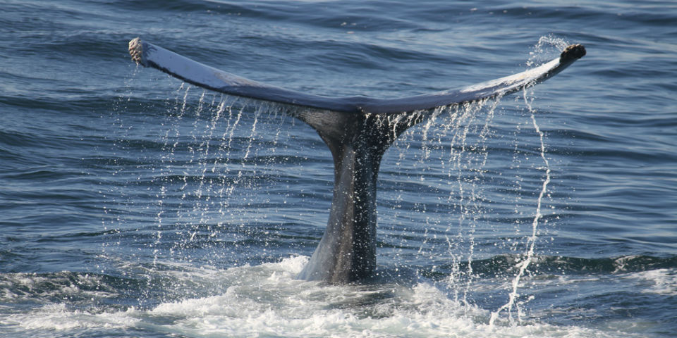 ¿Salud? Crean cerveza de ballena en Islandia
