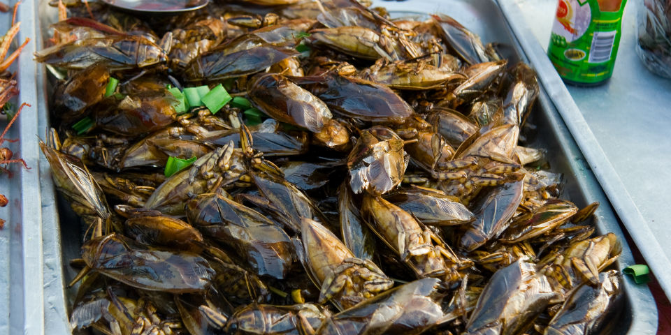 ¡Cucarachas hasta en la sopa!