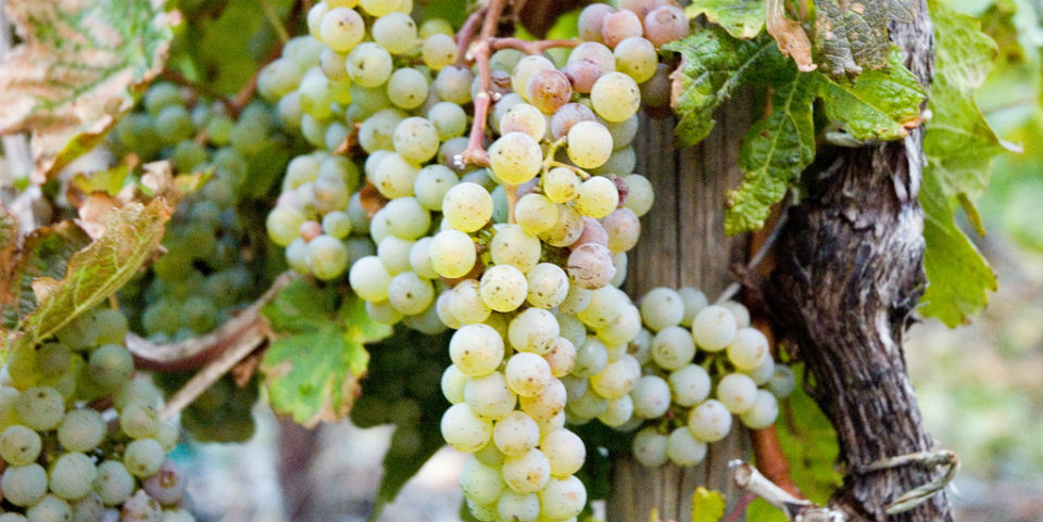 Desarrollan una lengua electrónica para producir mejor vino