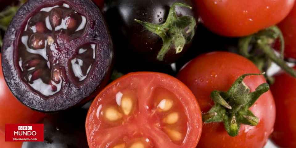 El tomate morado, un nuevo "superalimento" modificado