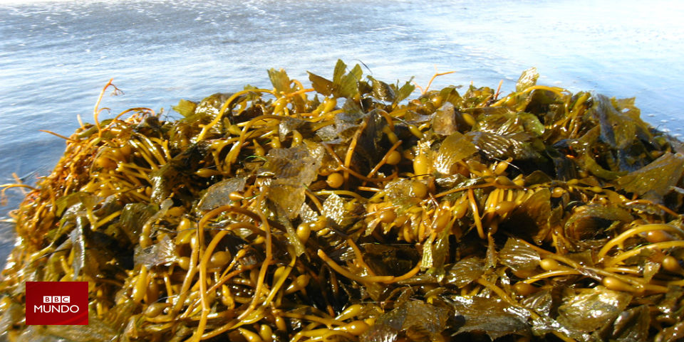 Cuando las algas chilenas son un plato codiciado