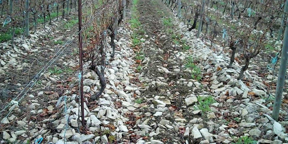 ¿Qué es el terruño o <i>terroir</i>?