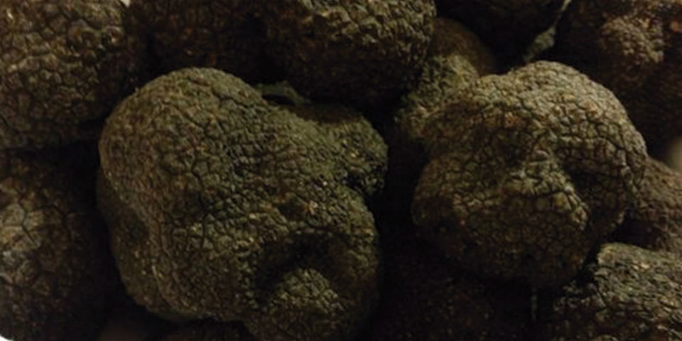 Trufas negras: guía práctica