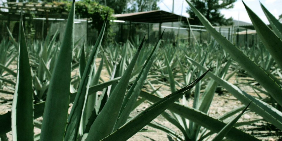 DARDO 2014: la embriagante feria del mezcal, sotol y la raicilla