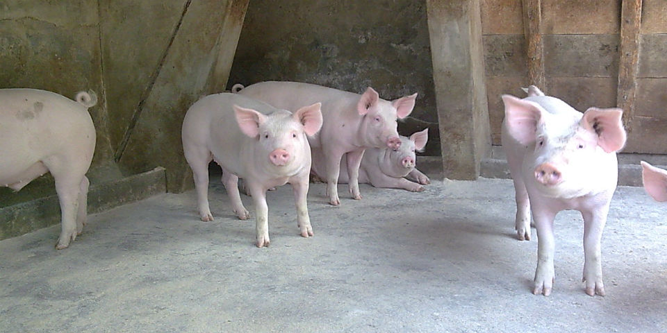 La trinidad del gastrosistema cristiano: vino, cerdo y cordero