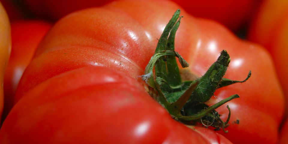 Jitomate, la <i>pomma del paradiso</i>