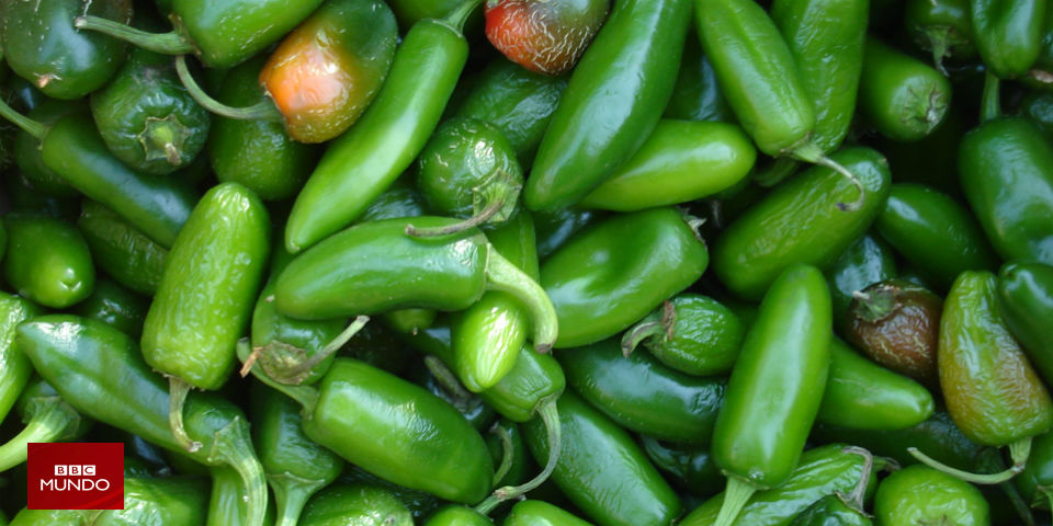 saber elegir vegetales frescos