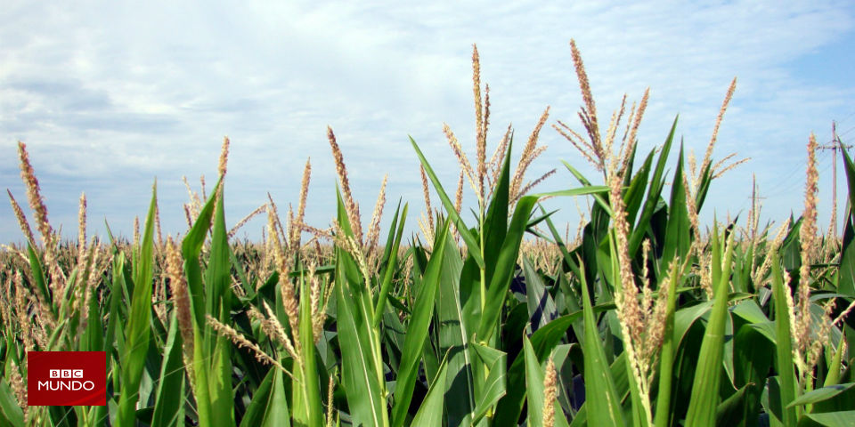 Los alimentos que están en peligro de extinción