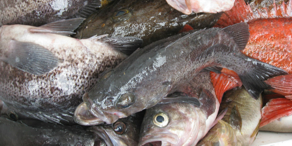 ¿Por qué el pescado contiene mercurio?