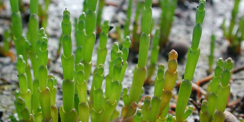Salicornia: el 'rockstar' de los vegetales marinos