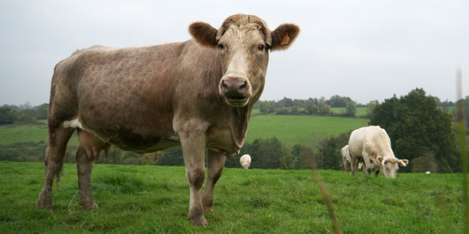 ¿Qué es la carne de res alimentada con pastura?