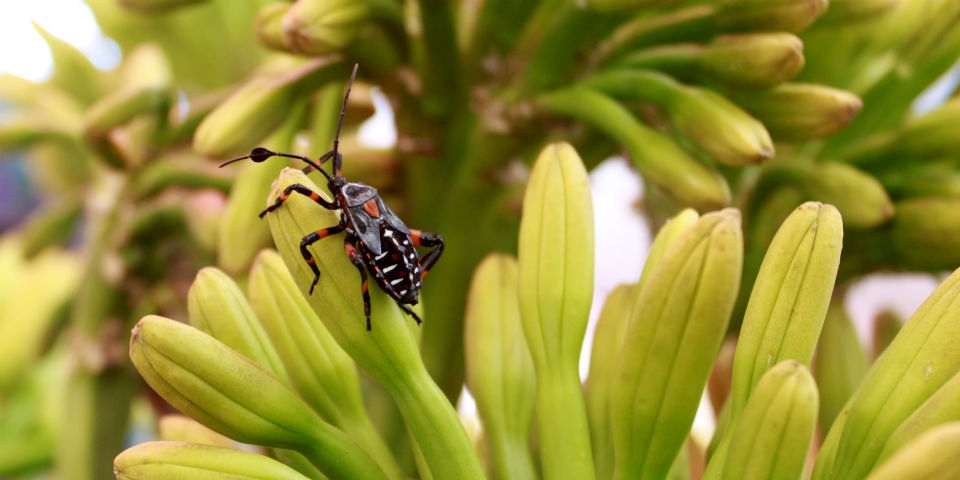 Viscosos, pero sabrosos: jumiles, acociles y otros insectos comestibles