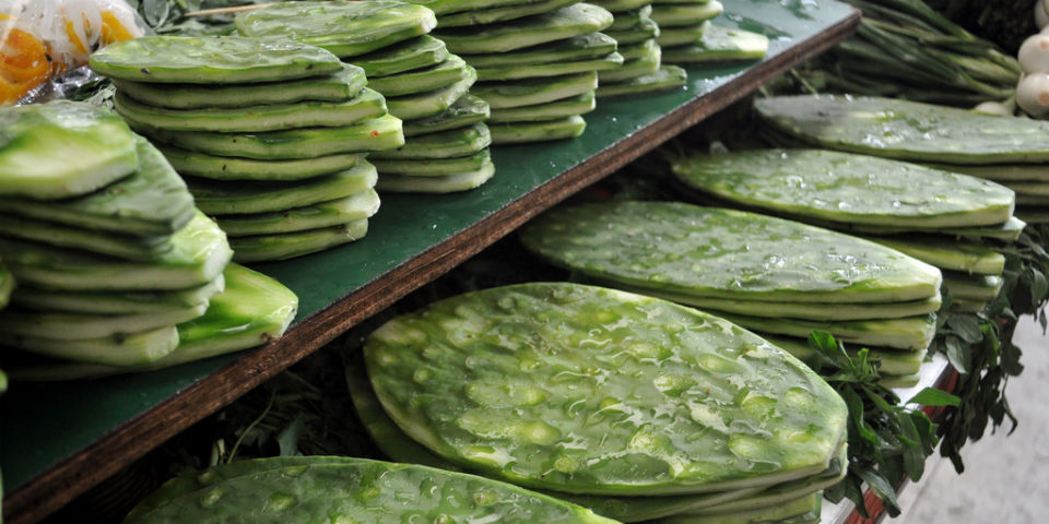 Para todo mal, nopal; para todo bien, también