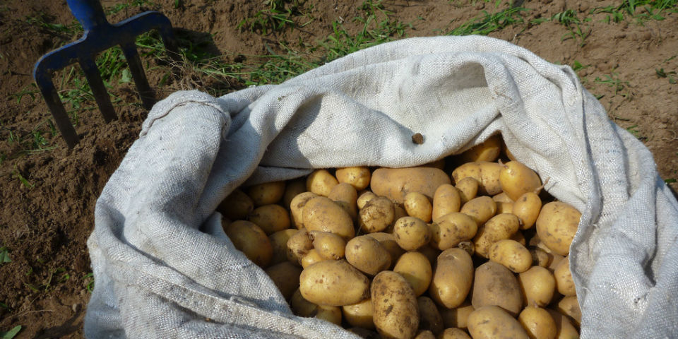 El peregrinaje de la papa: desde los Incas hasta hoy