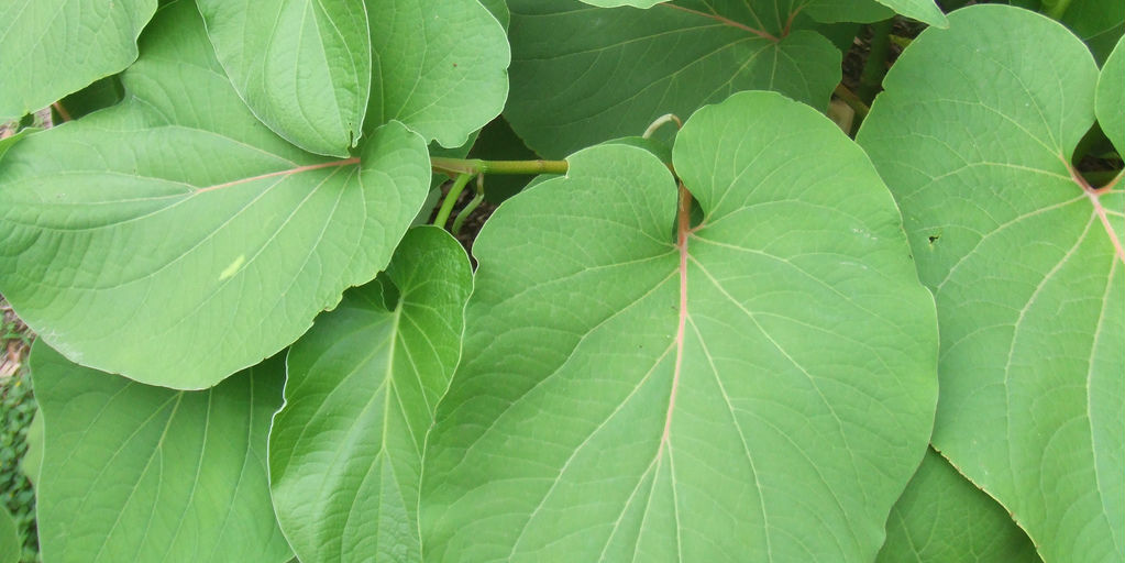 #50SaboresMexicanos La siempre agradable y deliciosa hoja santa