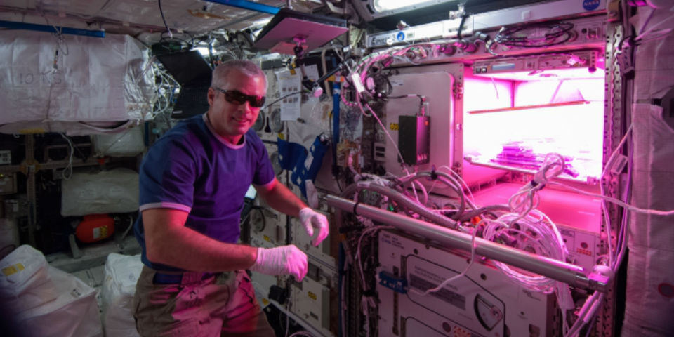 Las lechugas que viajarán a Marte